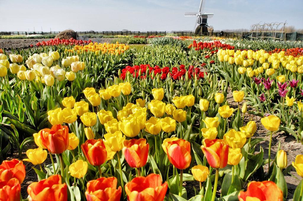 Buitenplaats Witte Raaf Aan Zee Noordwijk Exterior foto